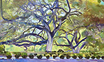 giant-coast-live-oaks-lg