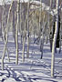 DeerValleyAspens