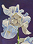 irises-lg